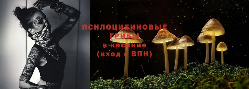 Псилоцибиновые грибы Psilocybine cubensis  МЕГА зеркало  Красноперекопск 